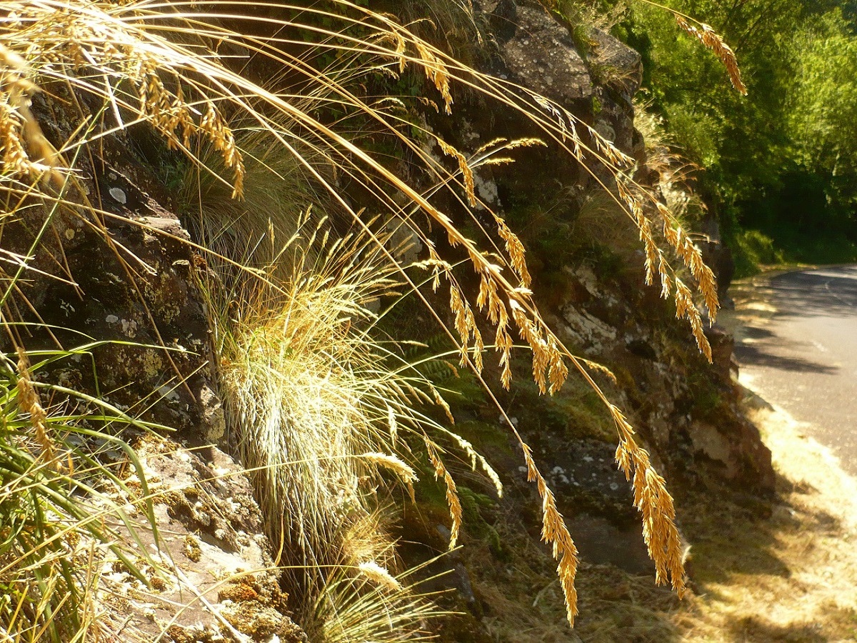 Patzkea paniculata subsp. spadicea (Poaceae)